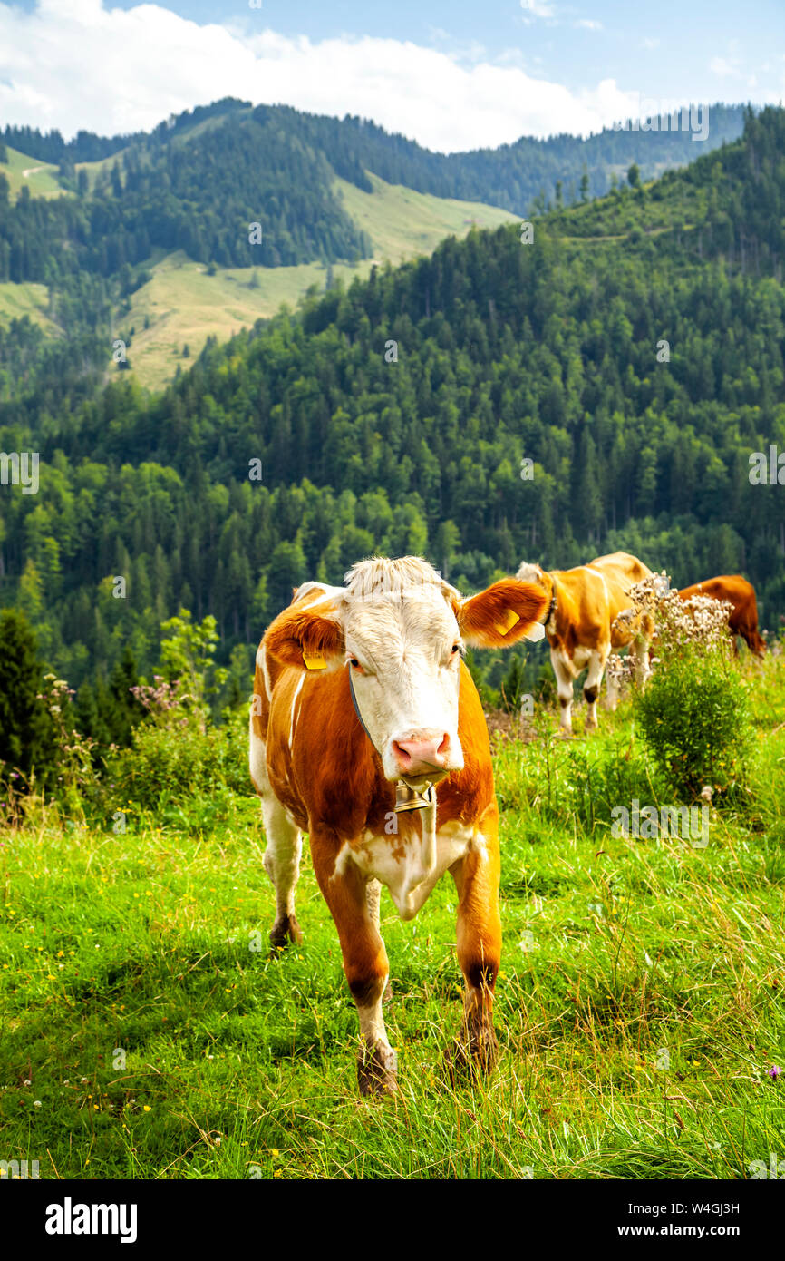 Portrait of cow on Alpine meadow, Austria Stock Photo