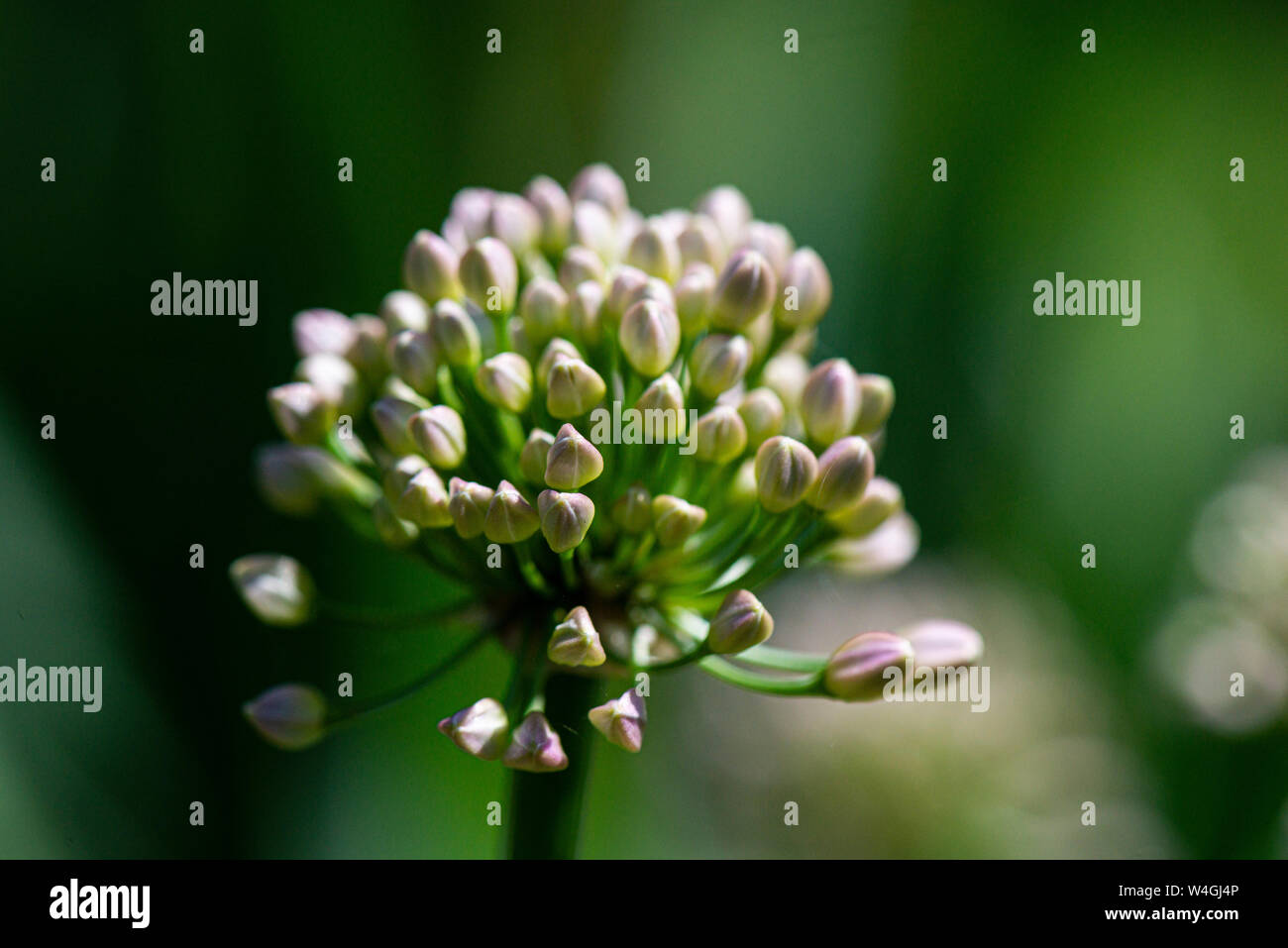 The flower buds of an Allium 'Summer Beauty' Stock Photo