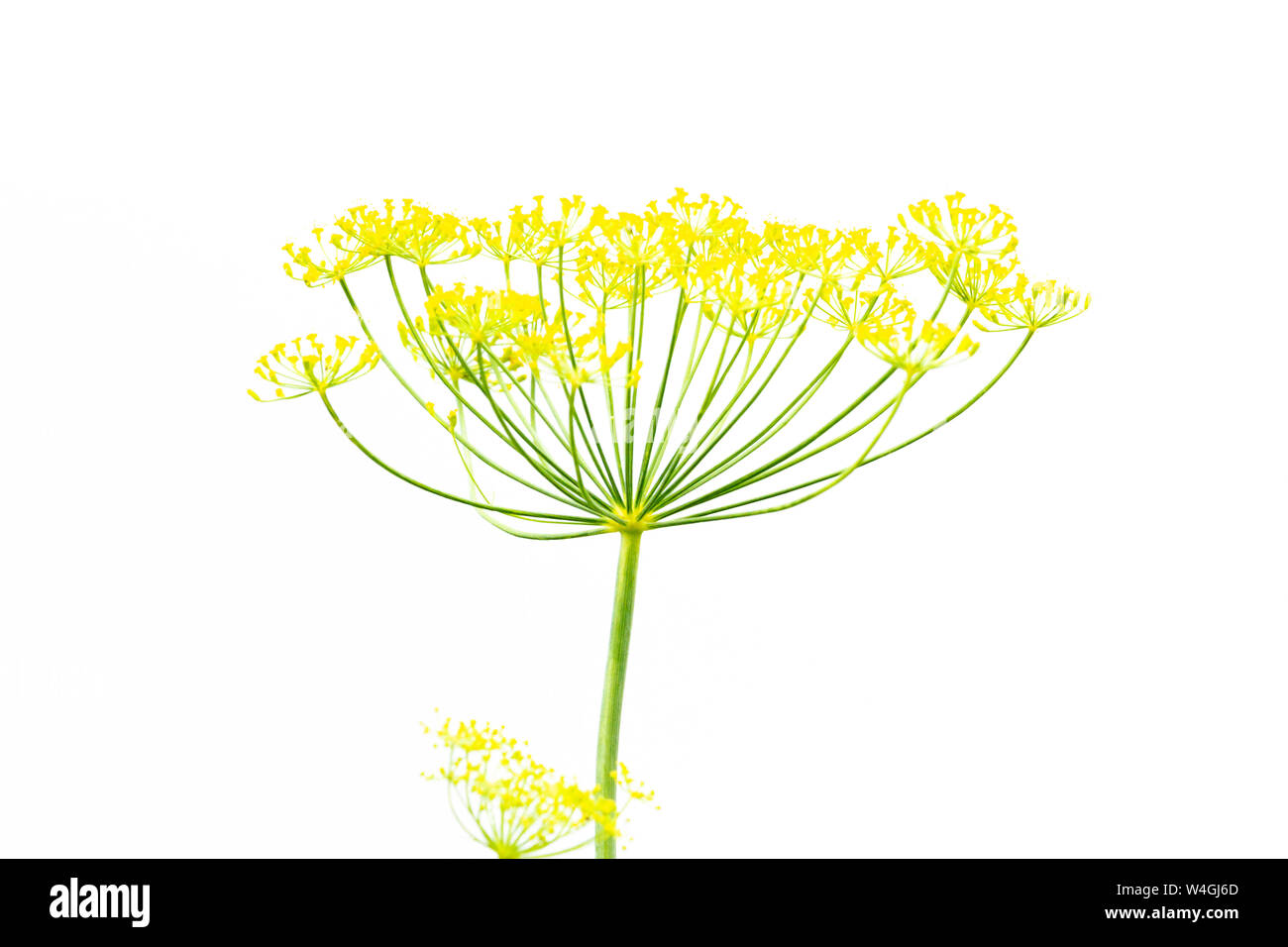 dill isolated on white background Stock Photo