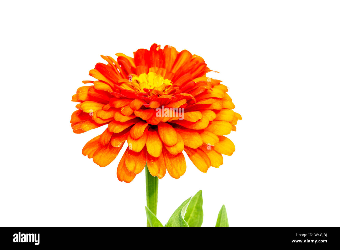 orange flower isolated on white background Stock Photo - Alamy