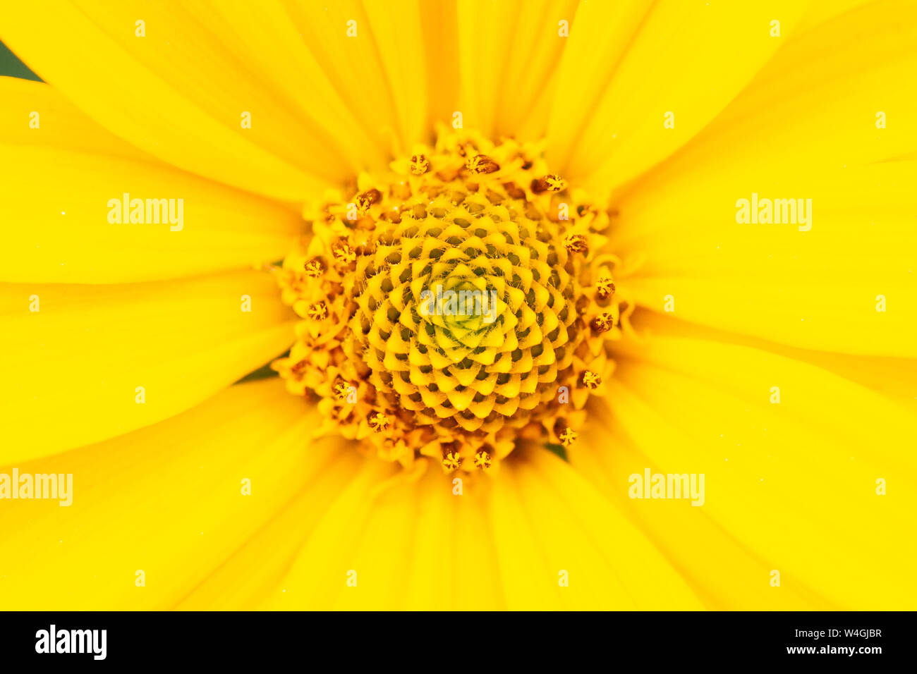 Yellow flower texture hires stock photography and images Alamy