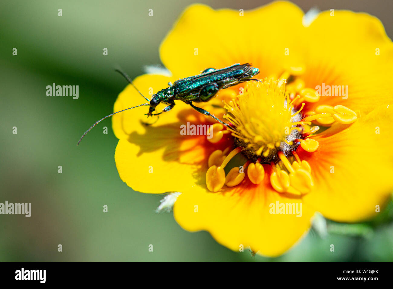 A swollen-thighed beetle (Oedemera nobilis) on the flower of a staghorn cinquefoil (Potentilla × tonguei) Stock Photo
