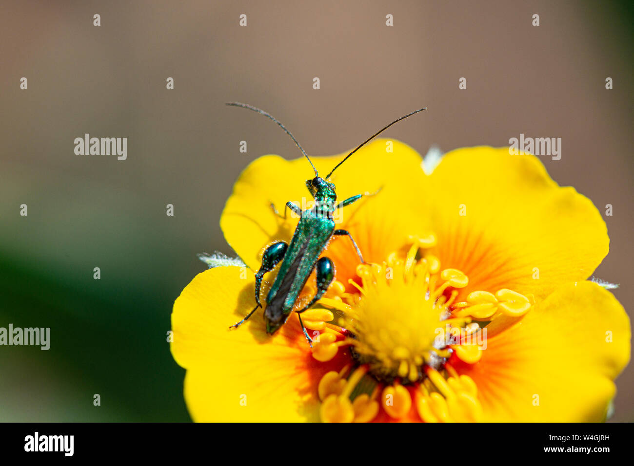 A swollen-thighed beetle (Oedemera nobilis) on the flower of a staghorn cinquefoil (Potentilla × tonguei) Stock Photo