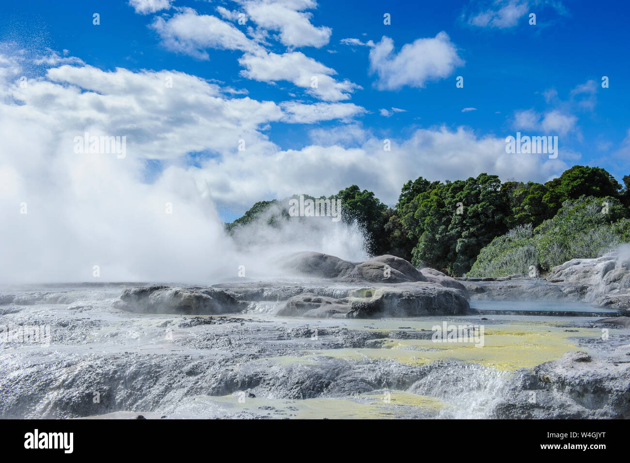 Geyser field in the Te Puia Maori Cultural Center, Rotorua, North Island, New Zealand Stock Photo