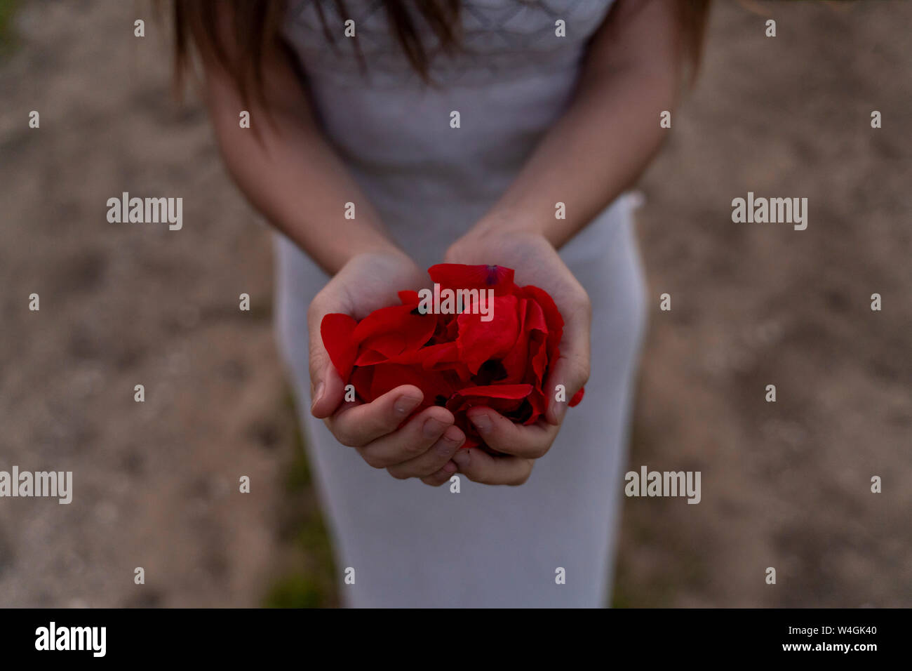 Close-up of young woman holding poppy petals Stock Photo