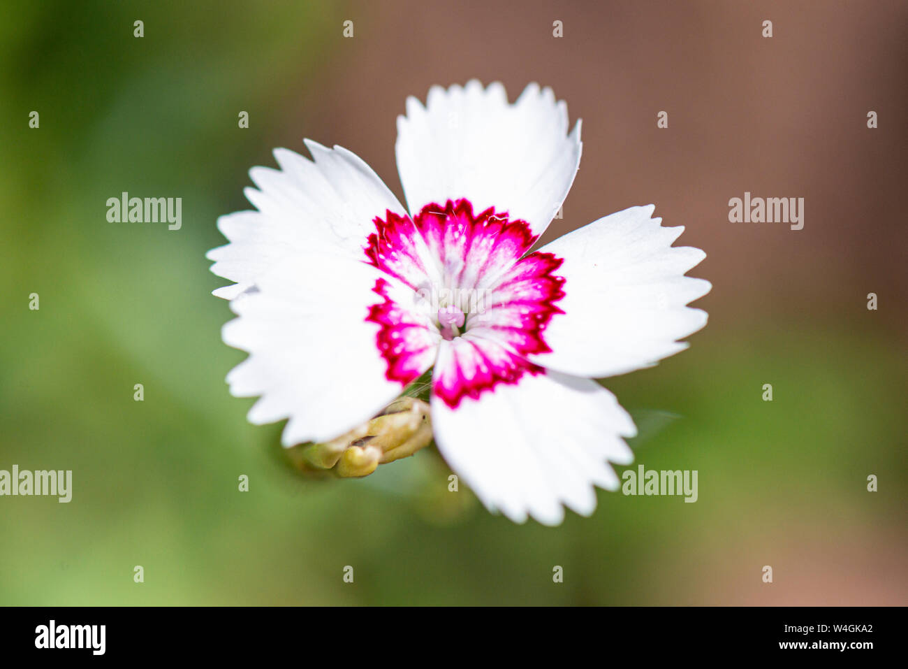 A close up of the flower of a Dianthus deltoides 'Arctic Fire Stock Photo