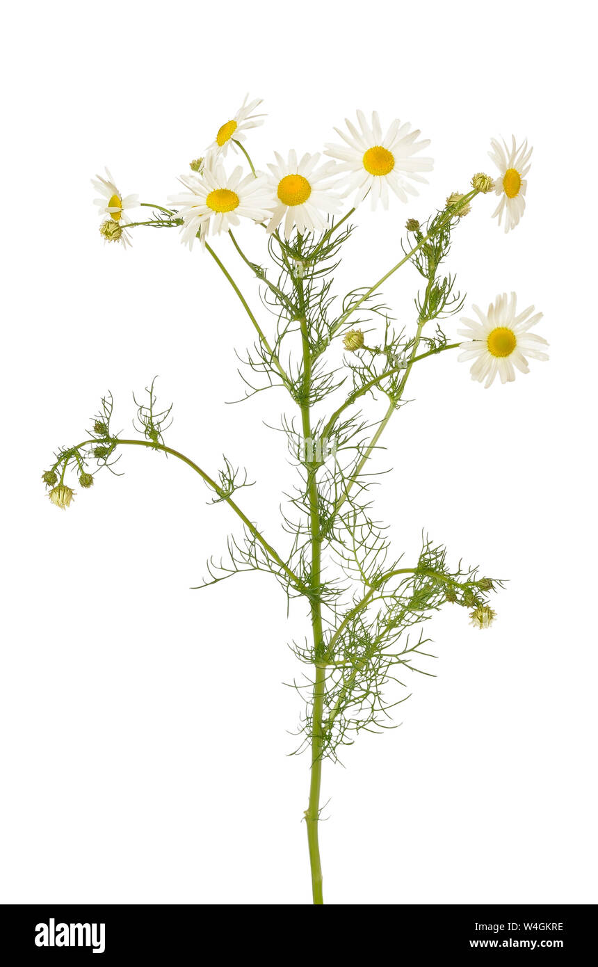 Matricaria recutita white flower yellow hi-res stock photography and ...