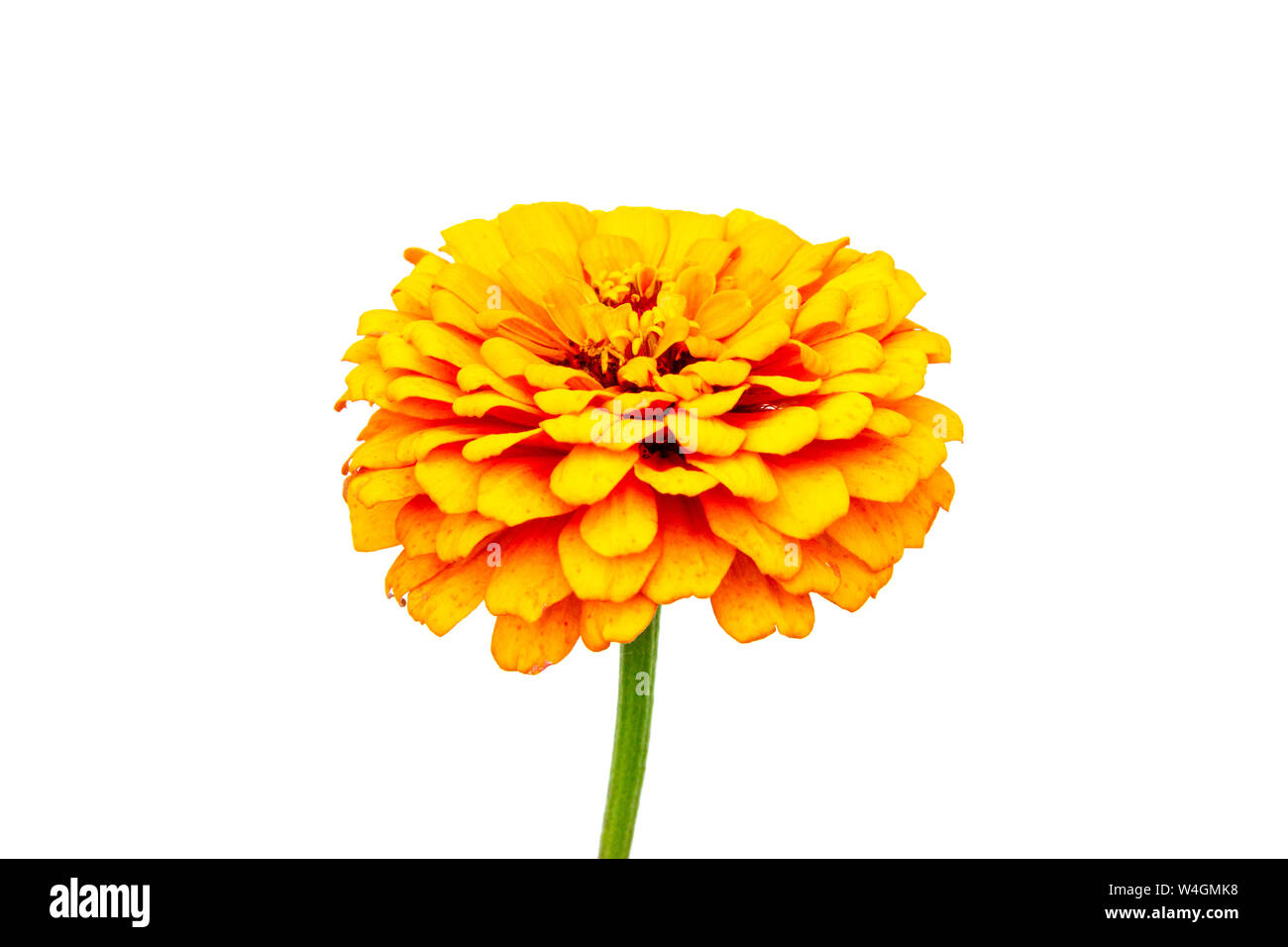 yellow flower isolated on white background Stock Photo - Alamy