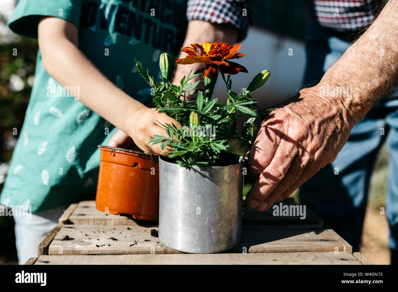 Grandfather and grandson planting a flower in a metal flowerpot Stock Photo