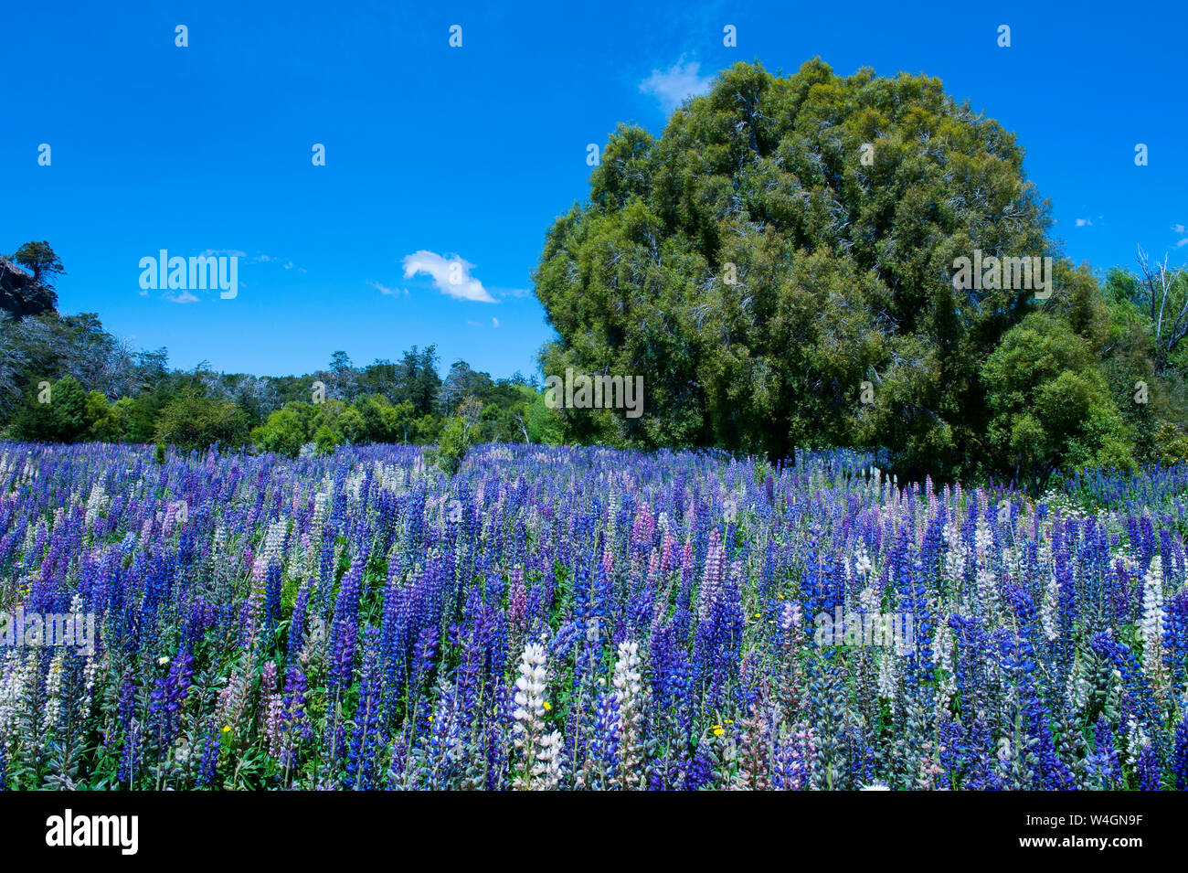 Blooming wild flowers, Los Alerces National Park, Chubut, Argentina, South America Stock Photo