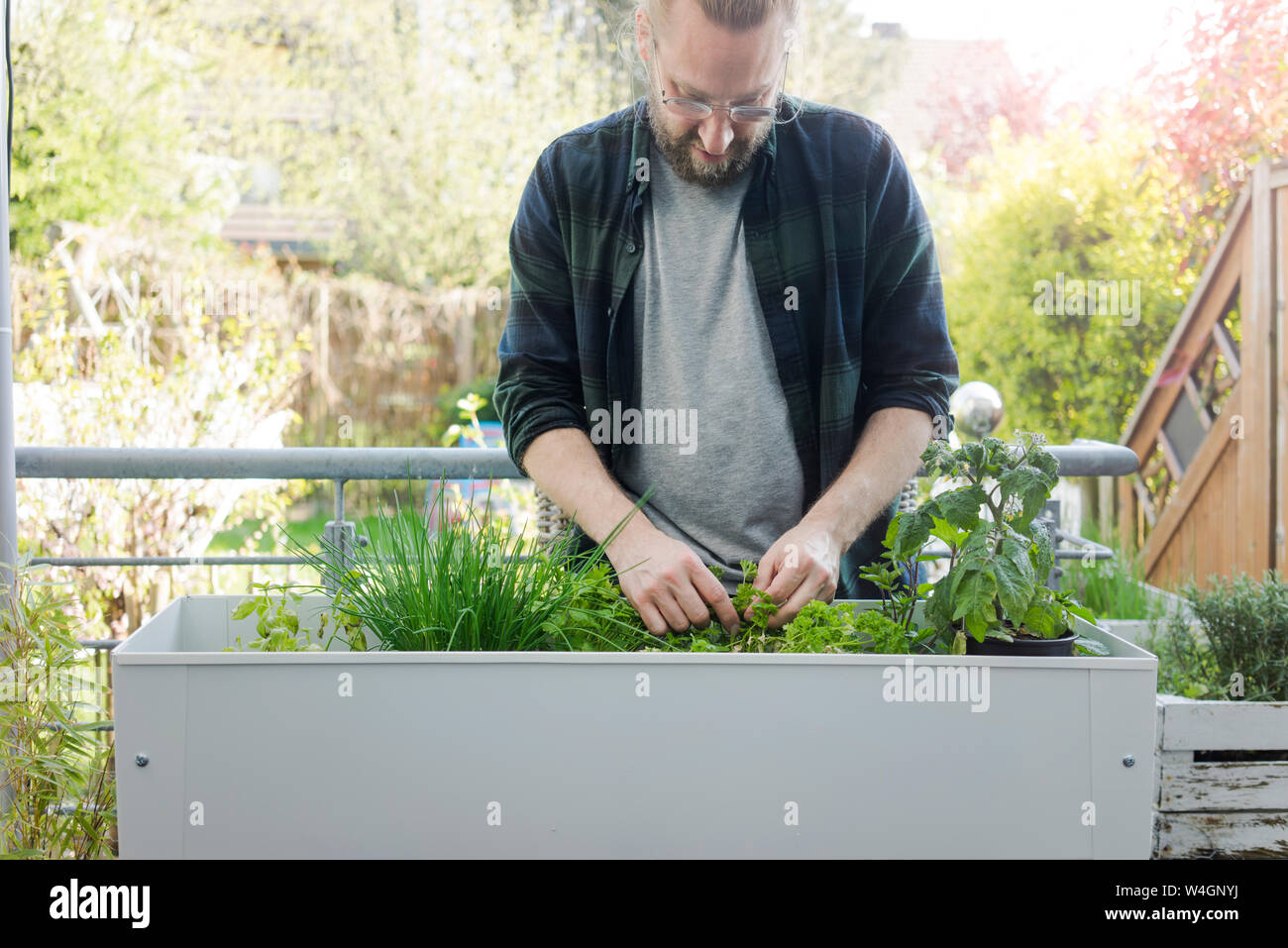 Man caring for herbary in raised bed Stock Photo