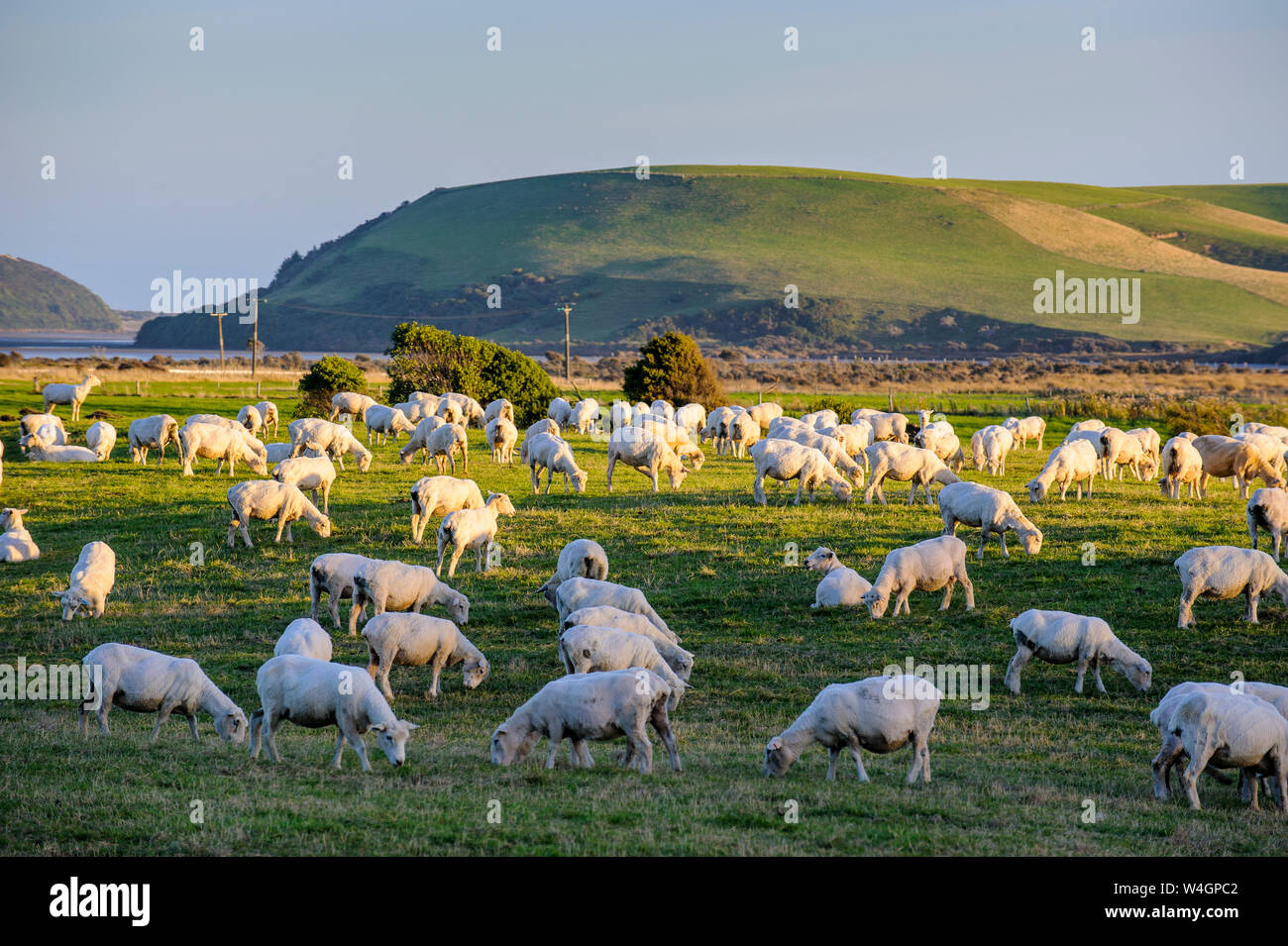 Sheeps grazing in the green fields of the Catlins, South Island, New Zealand Stock Photo
