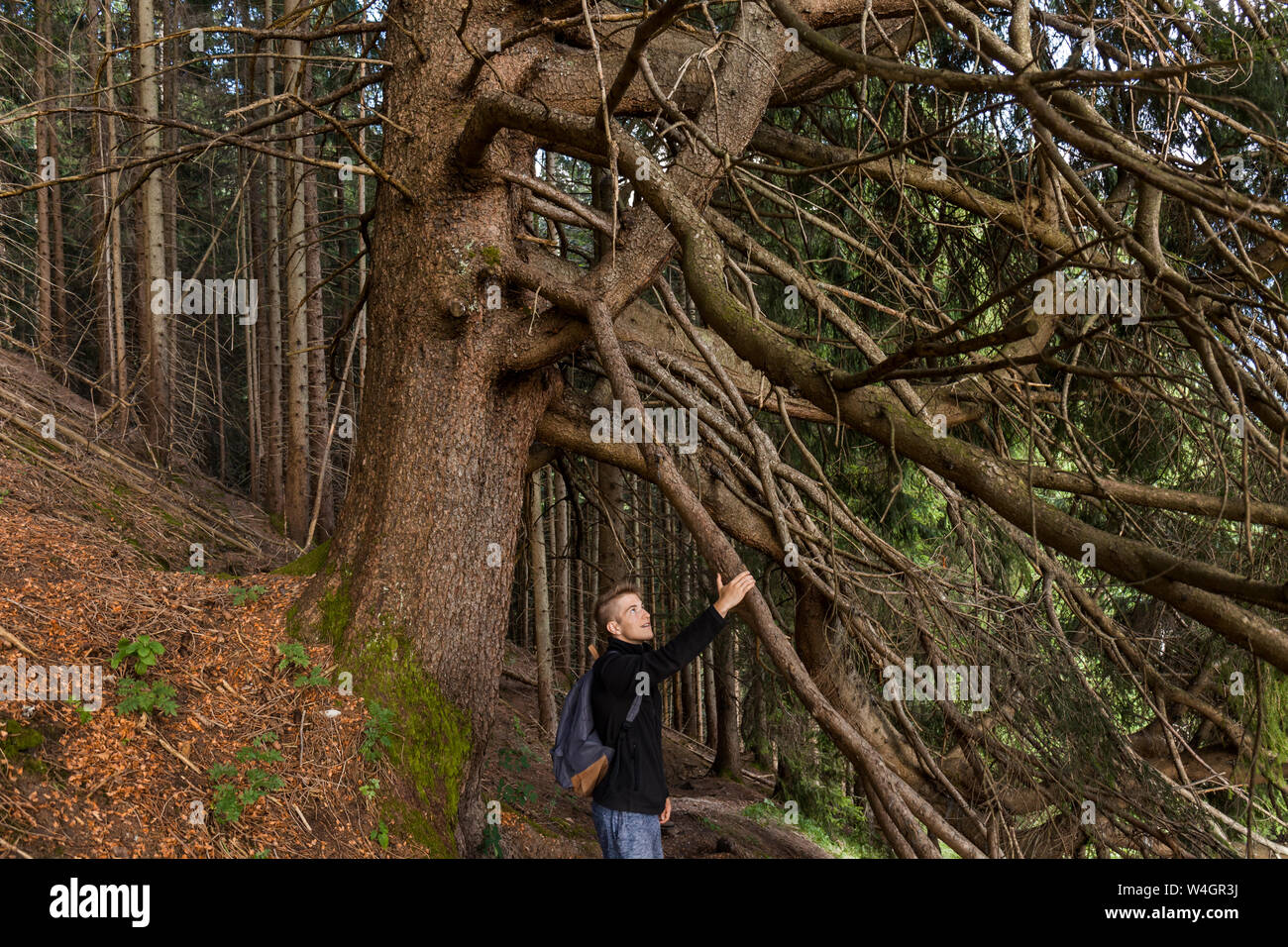 Young man with backpack touching branch of an old big spruce, Oberammergau, Germany Stock Photo