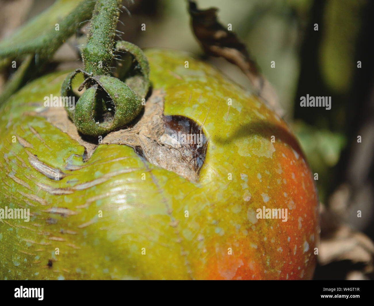 Tomato early-blight disease, Alternaria solani Stock Photo - Alamy