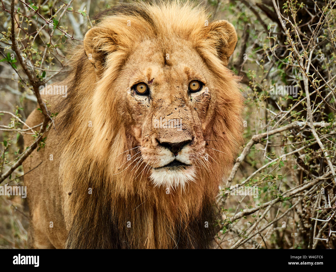 Portrait Of Male Lion Chobe National Park Maun Botswana Stock Photo 