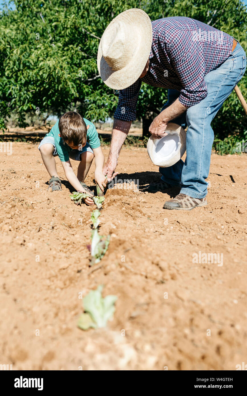 Grandfather and grandson planting vegetables in the field Stock Photo