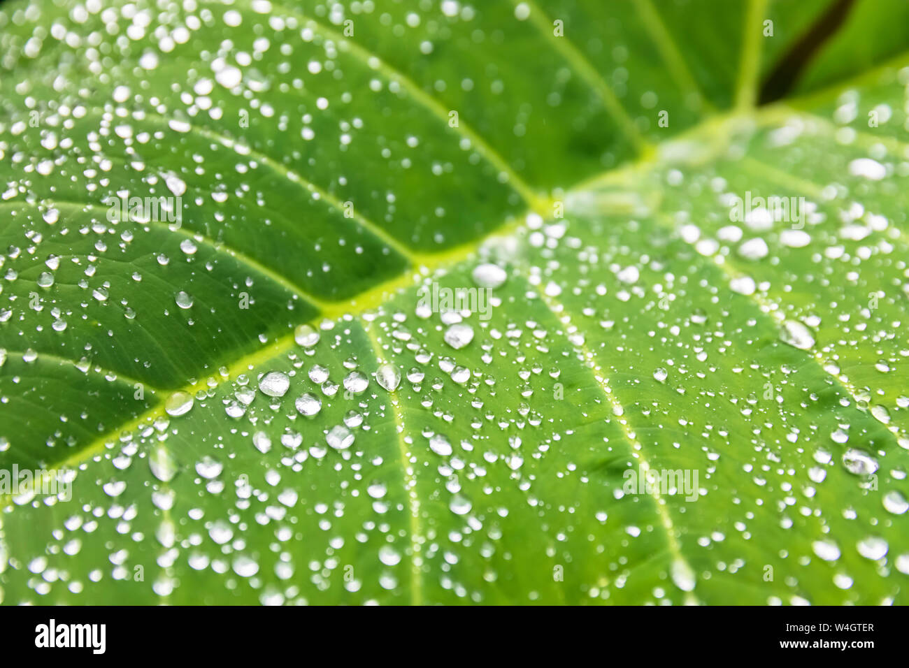 Raindrops on a big leaf, Hana Highway, Maui, Hawaii, USA Stock Photo