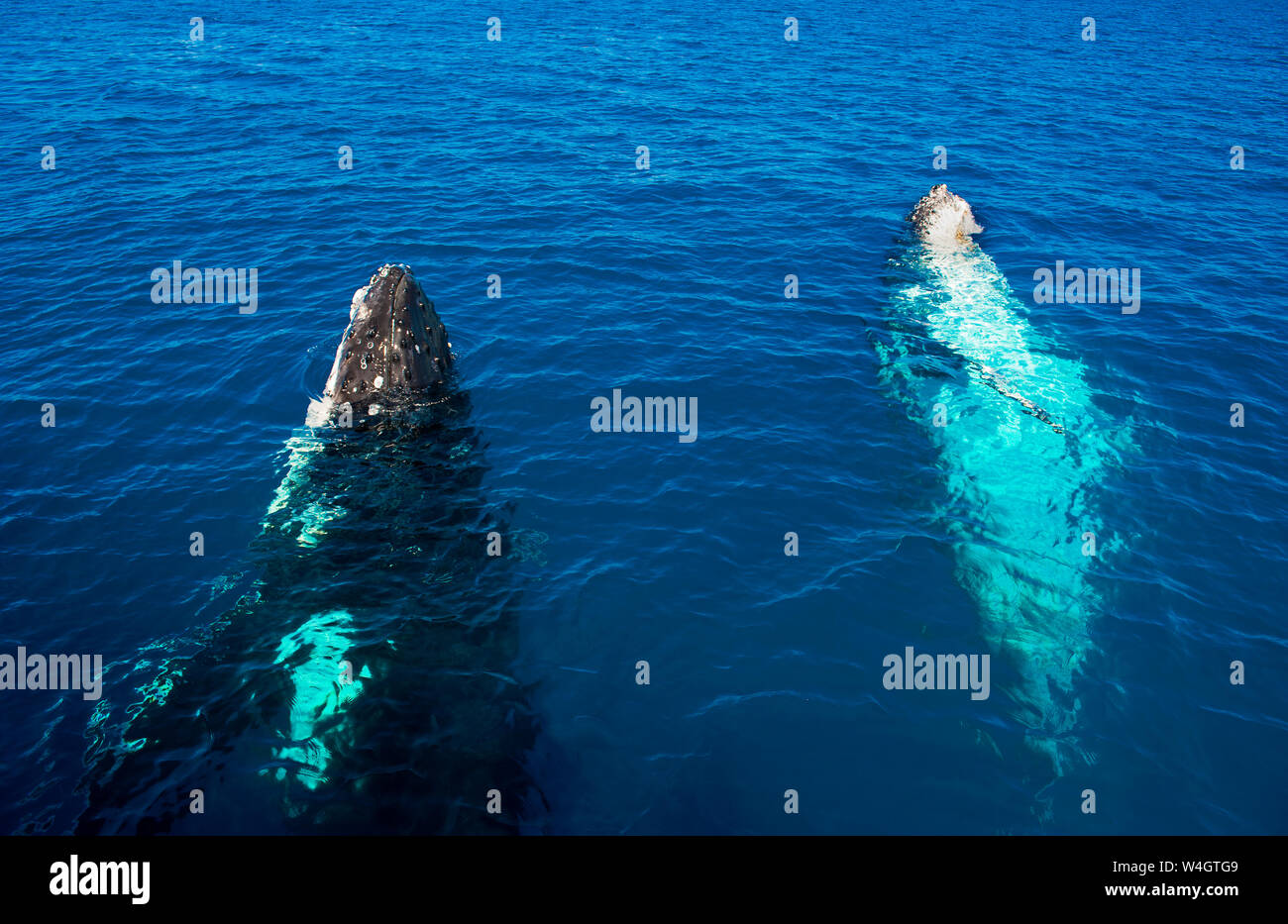 Humpback Whales, Megaptera novaeangliae, Harvey Bay, Queensland, Australia Stock Photo