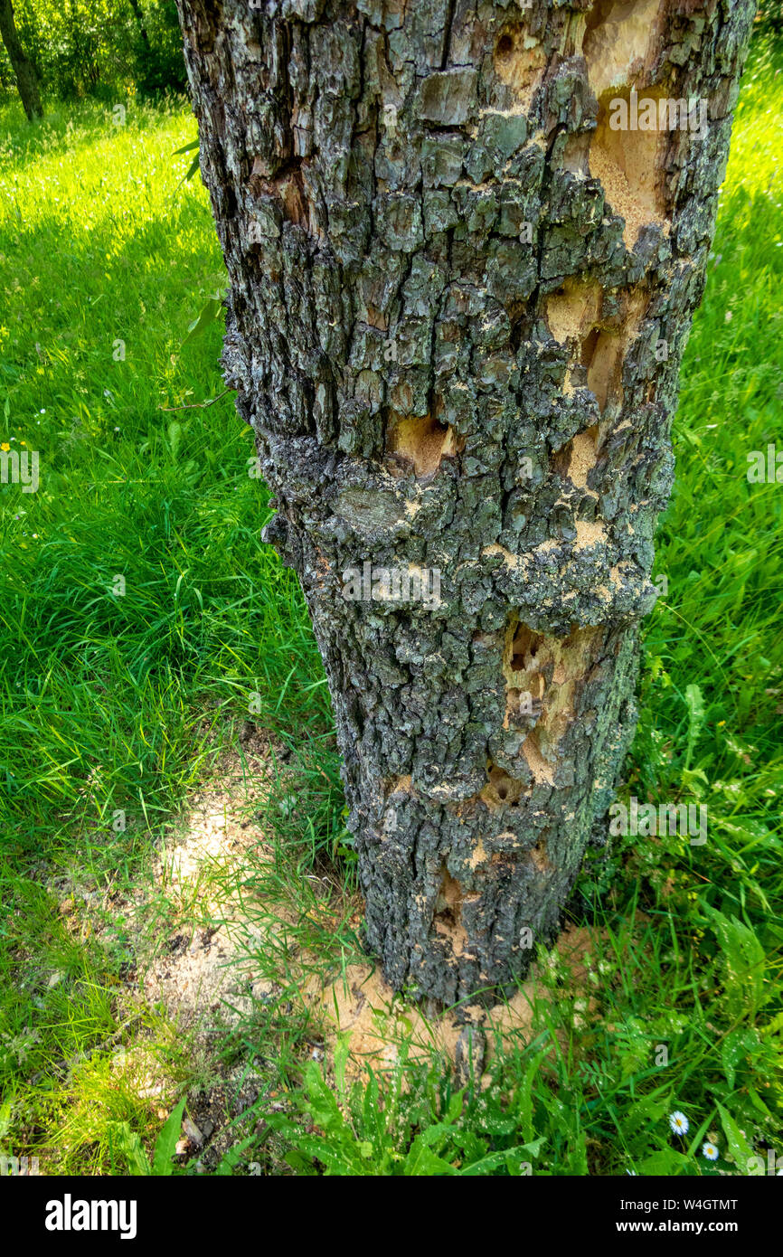 Tree trunk used as hotel for carpenter bees Stock Photo