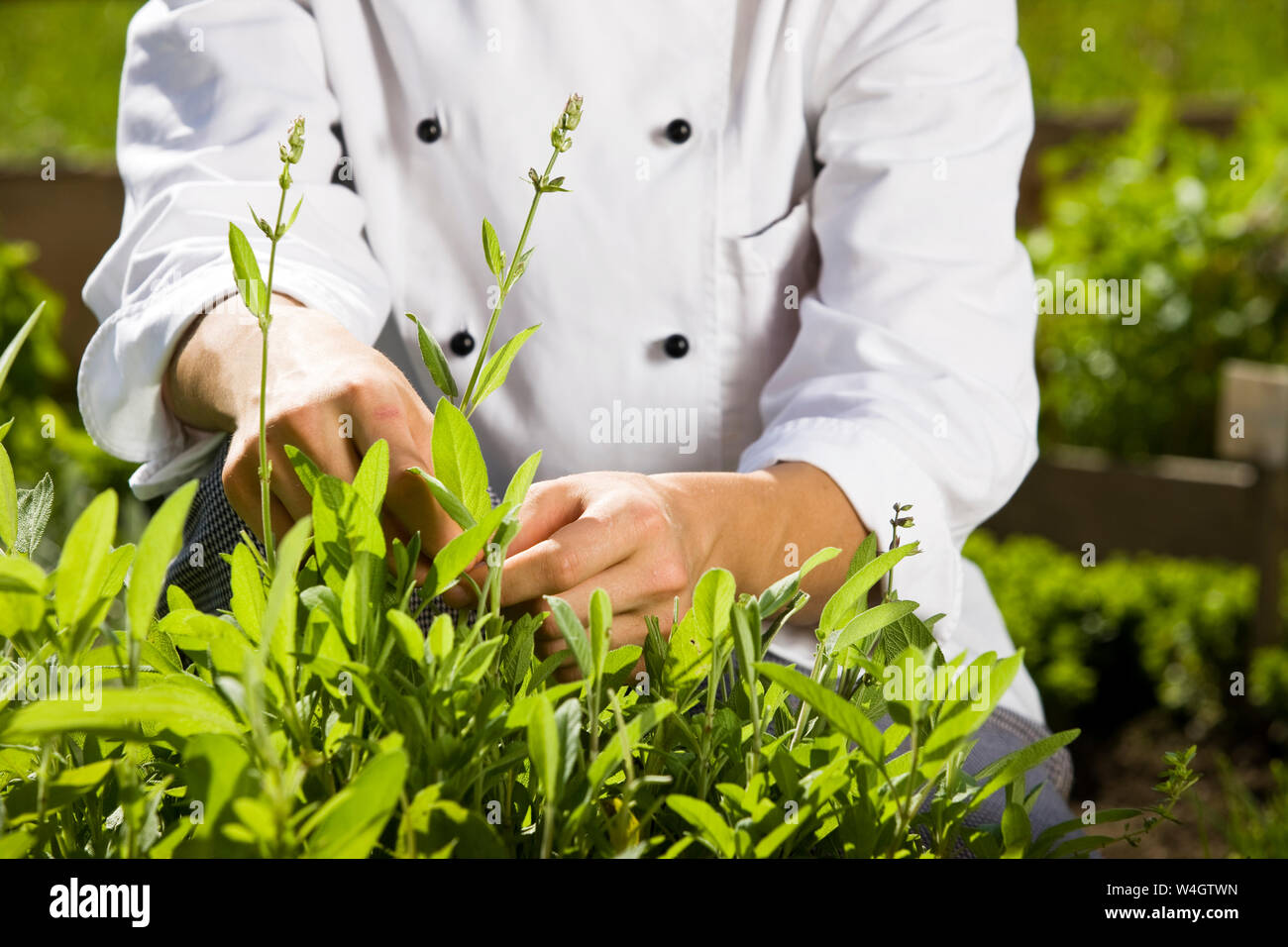 Cook pulling off herbs from plant Stock Photo Alamy