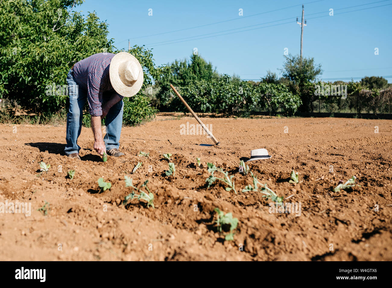 Senior farmer planting vegetables in the garden Stock Photo