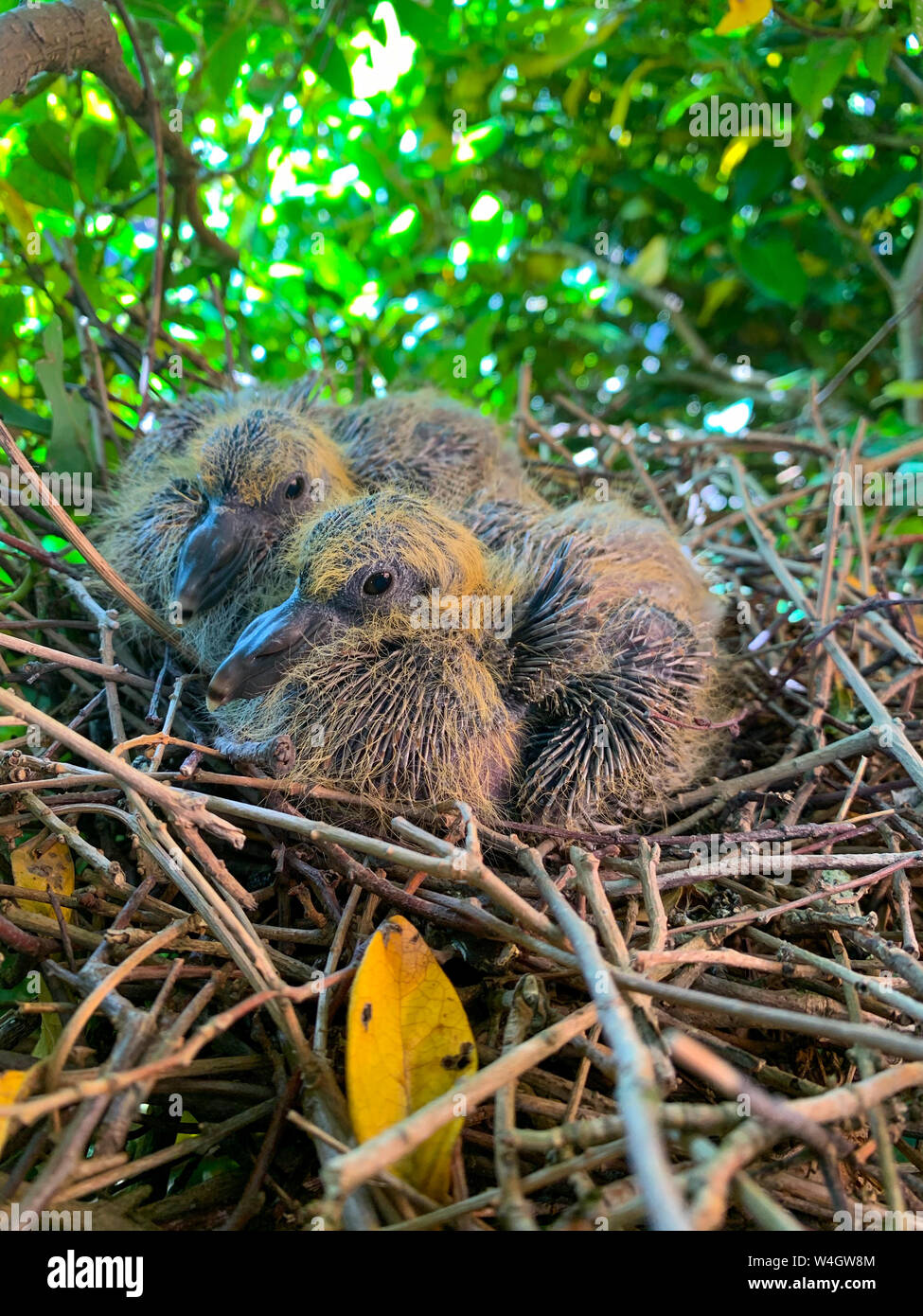 Close Up Photo Showing Two Baby Pigeons Hatchlings Young In Nest close-up-photo-showing-two-baby-pigeons-hatchlings-young-in-nest