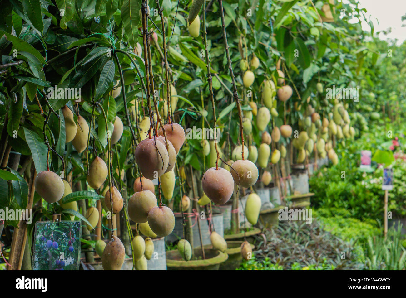 Fresh mango on tree in the orchard. Mango Nursery Bangladeshi Mango