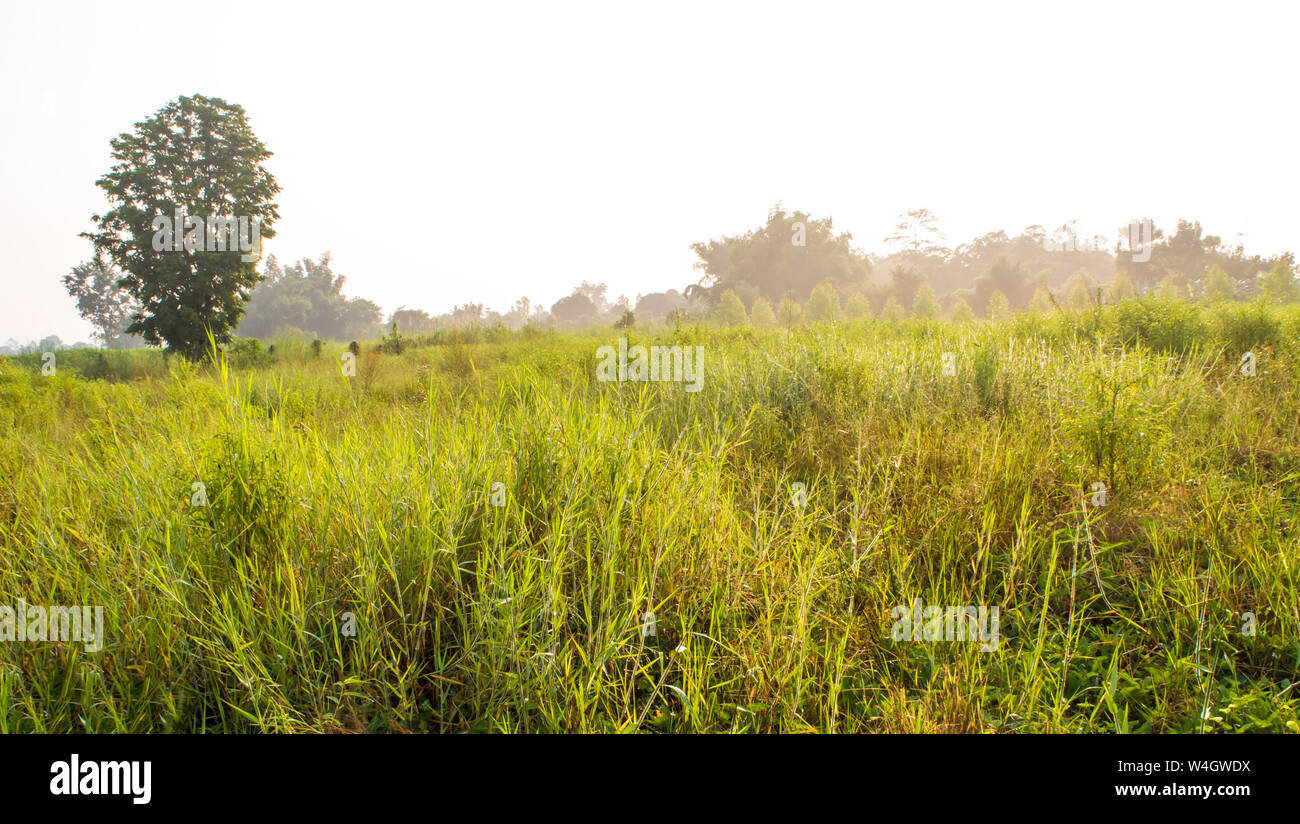 Golden light of morning sun on the grassland in the countryside Stock Photo