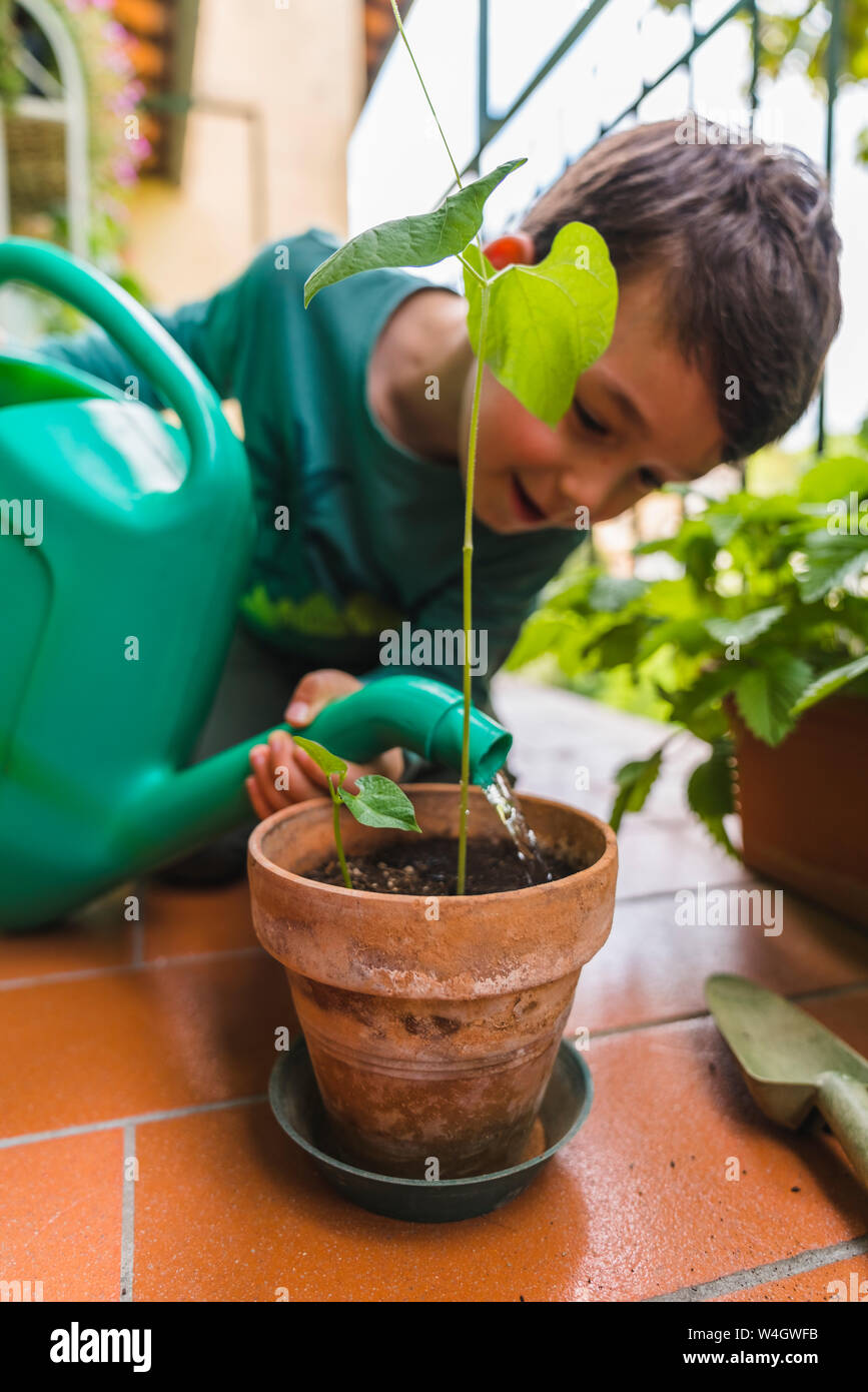 Little boy watering potted plant on balcony Stock Photo Alamy