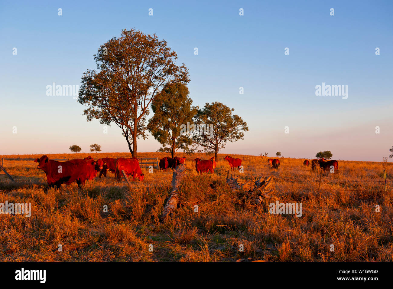 Cattle in late afternoon light, Carnavaron Gorge, Queensland, Australia Stock Photo