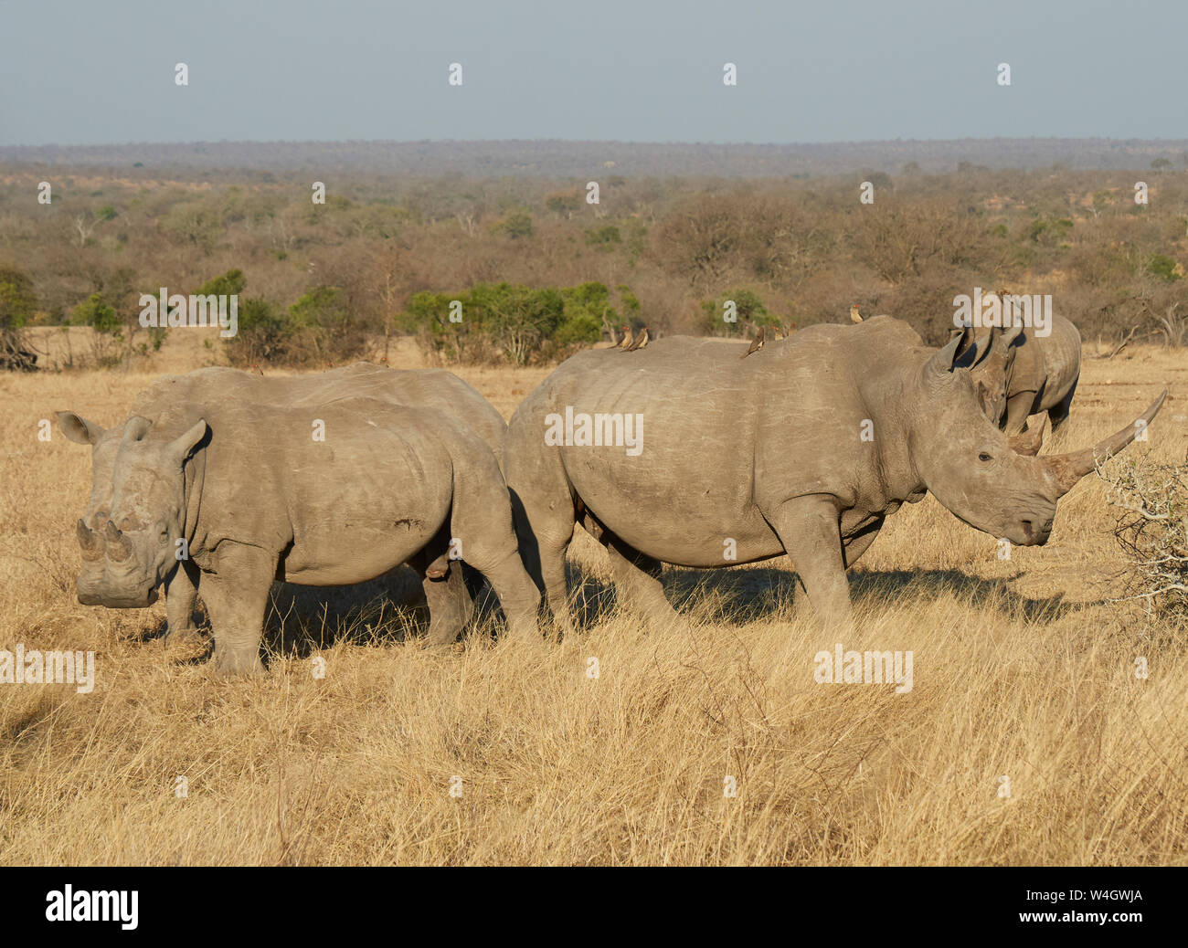 Group of rhinoceroses at the savannah, Kruger National Park, Mpumalanga, South Africa Stock Photo