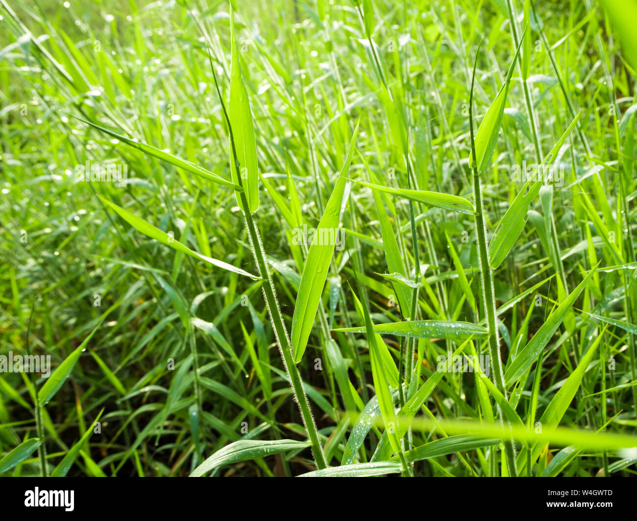 Freshness 'Para Grass' in the countryside grassland Stock Photo