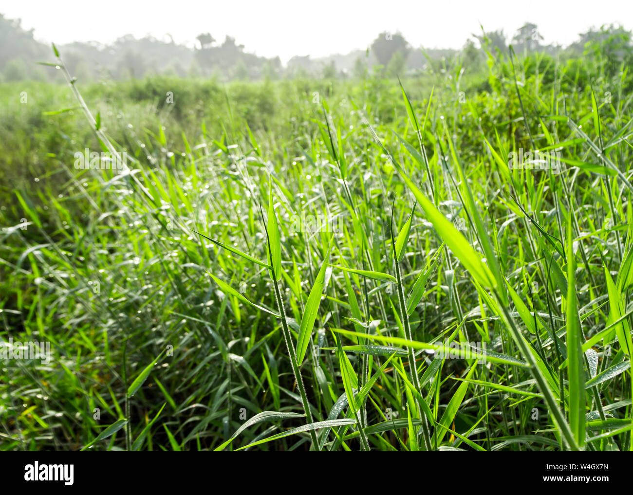 Freshness 'Para Grass' in the countryside grassland Stock Photo
