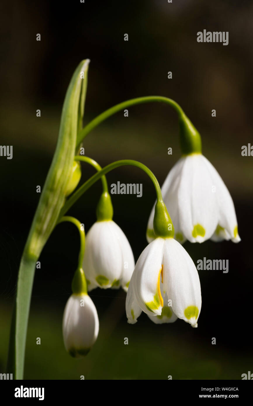 Spring Snowflake Flower Stock Photo Alamy