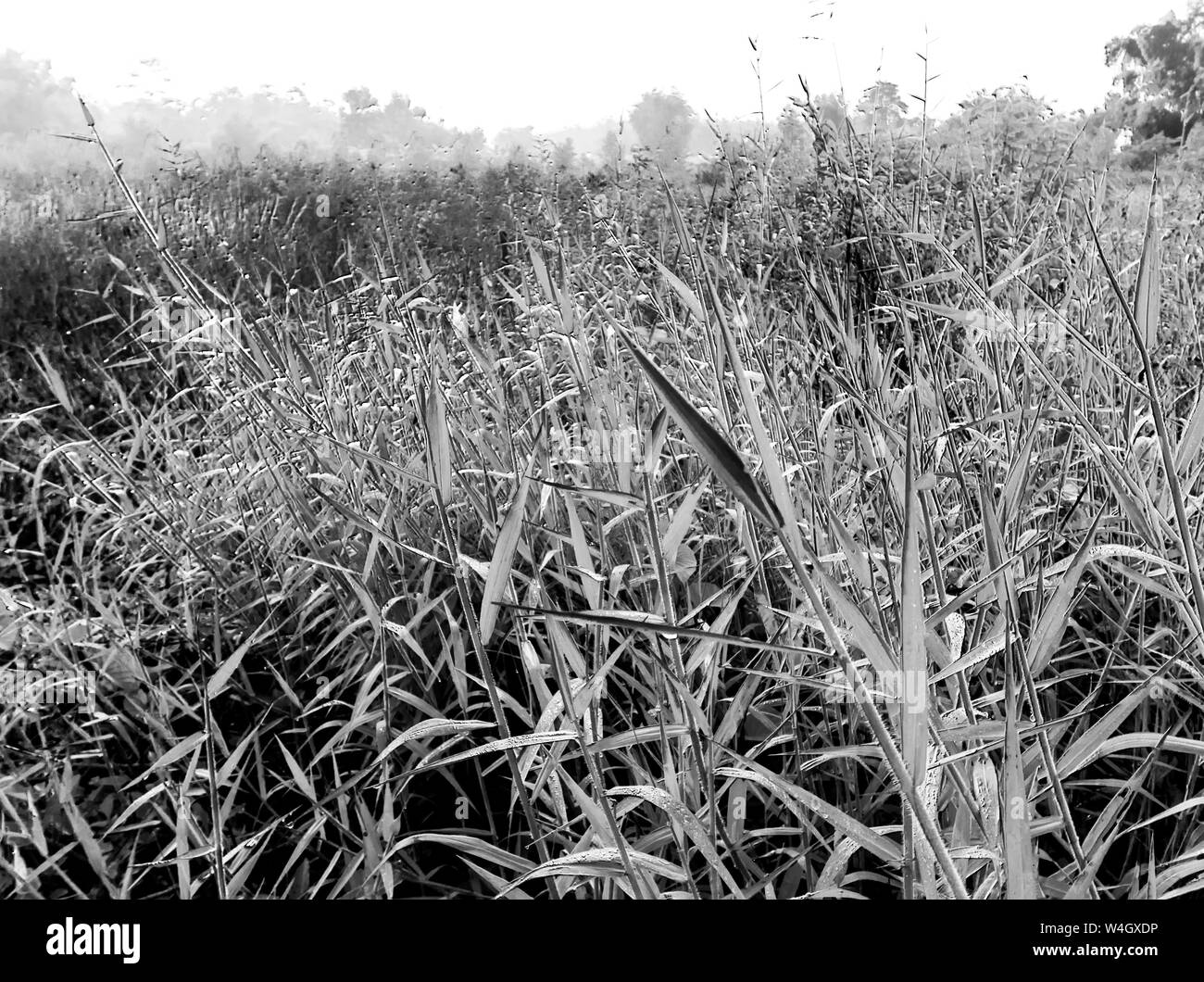 Para Grass in the countryside grassland, black and white Stock Photo