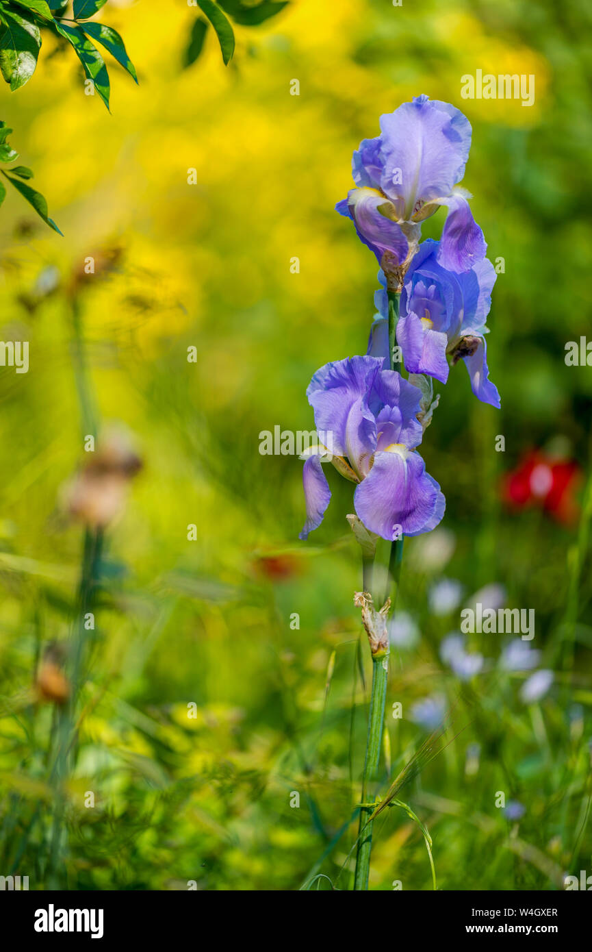France, Provence-Alpes-Cote d´Azur, Multi-colored iris, Iris versicolor, close up Stock Photo