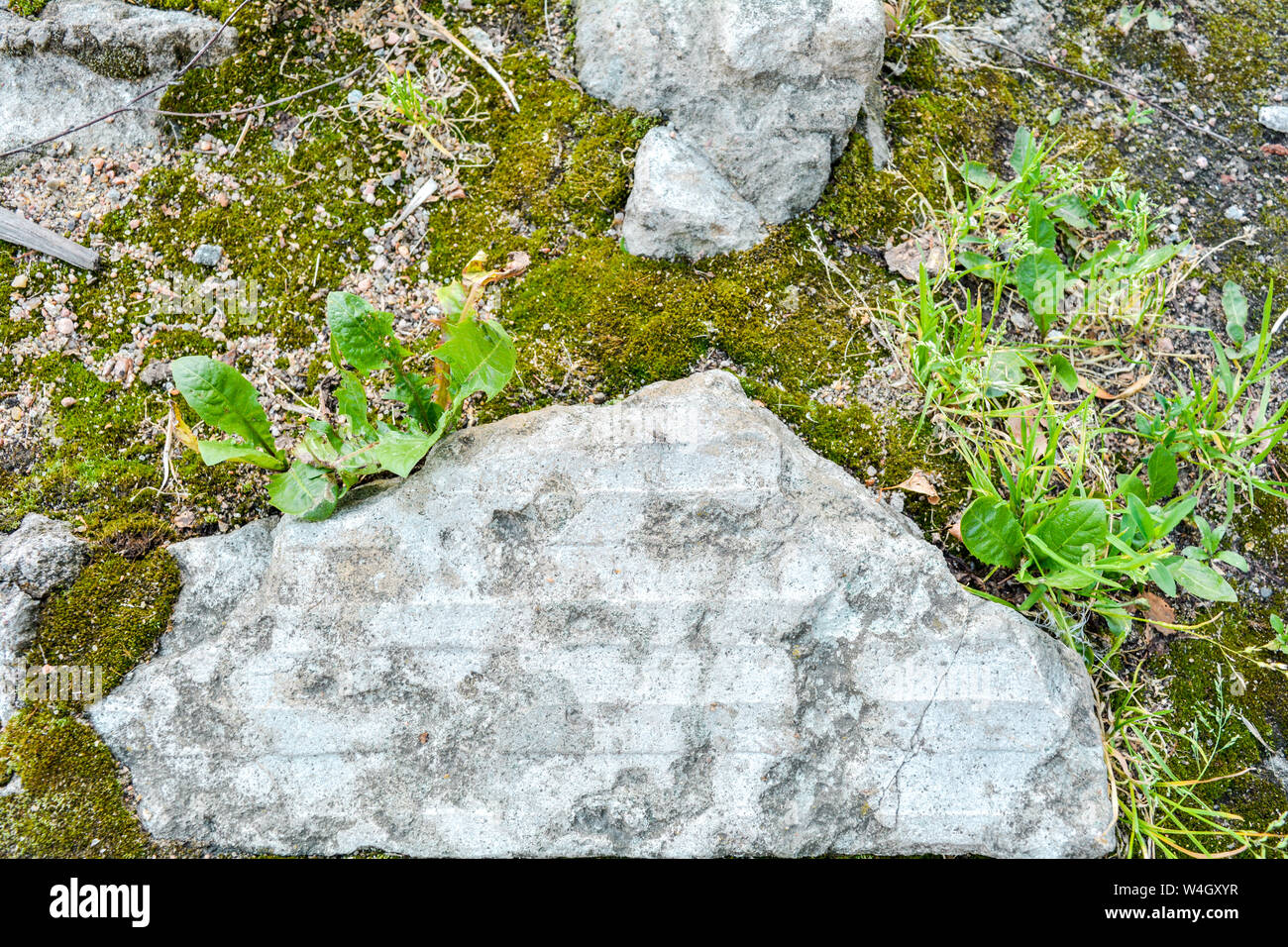 Broken and destroyed old cement blocks and ground between them with ...