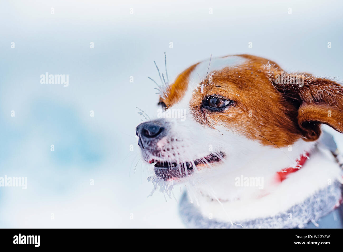 Portrait of little dog in winter Stock Photo - Alamy
