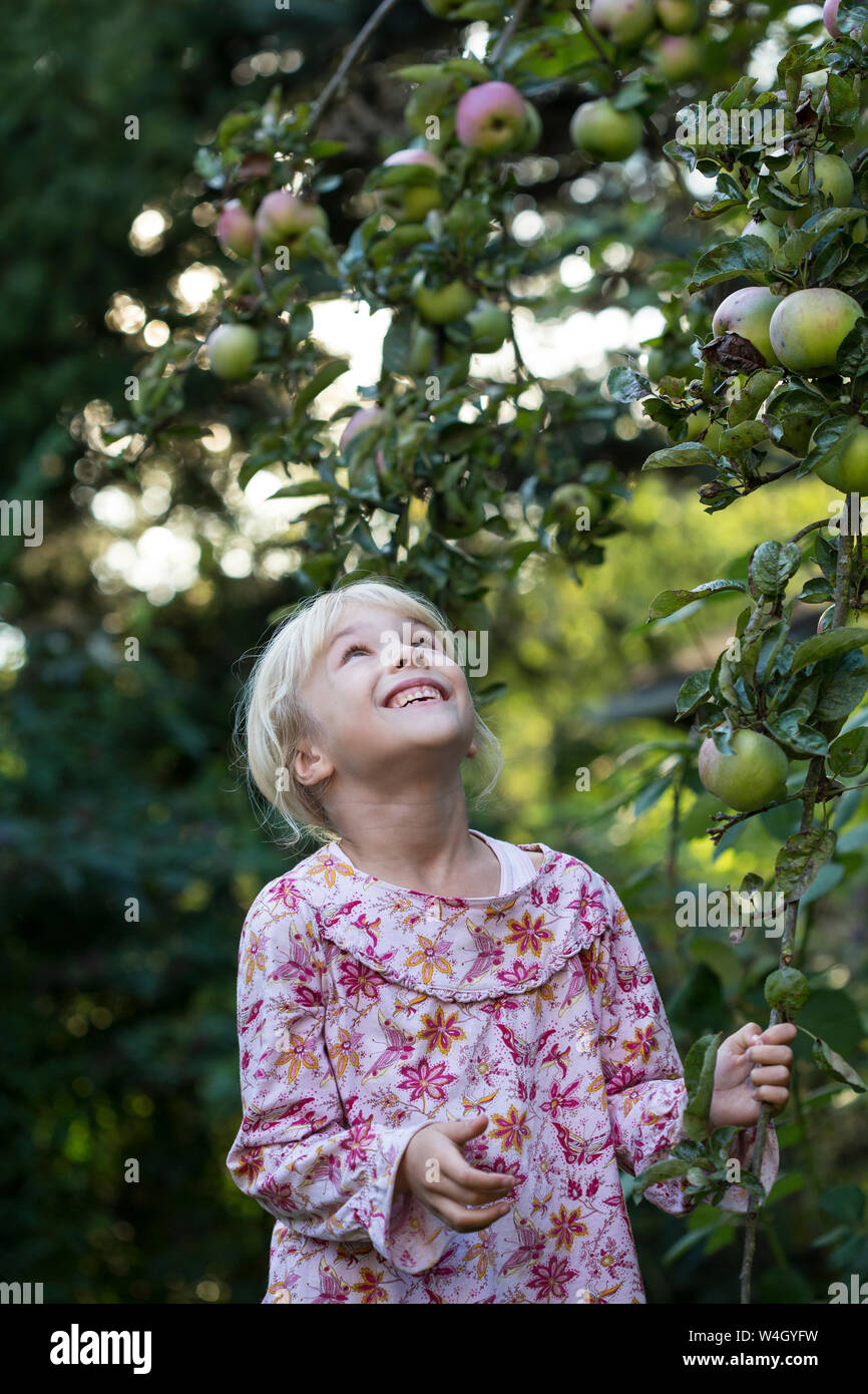 Little girl picking apple from tree Stock Photo