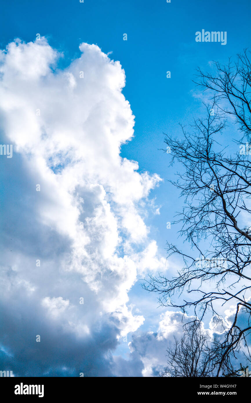 Silhouette of dead tree branches on blue sky with clouds