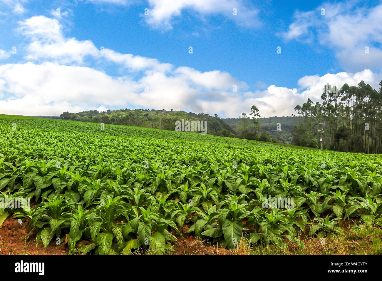 Petrolândia Santa Catarina fonte: c8.alamy.com