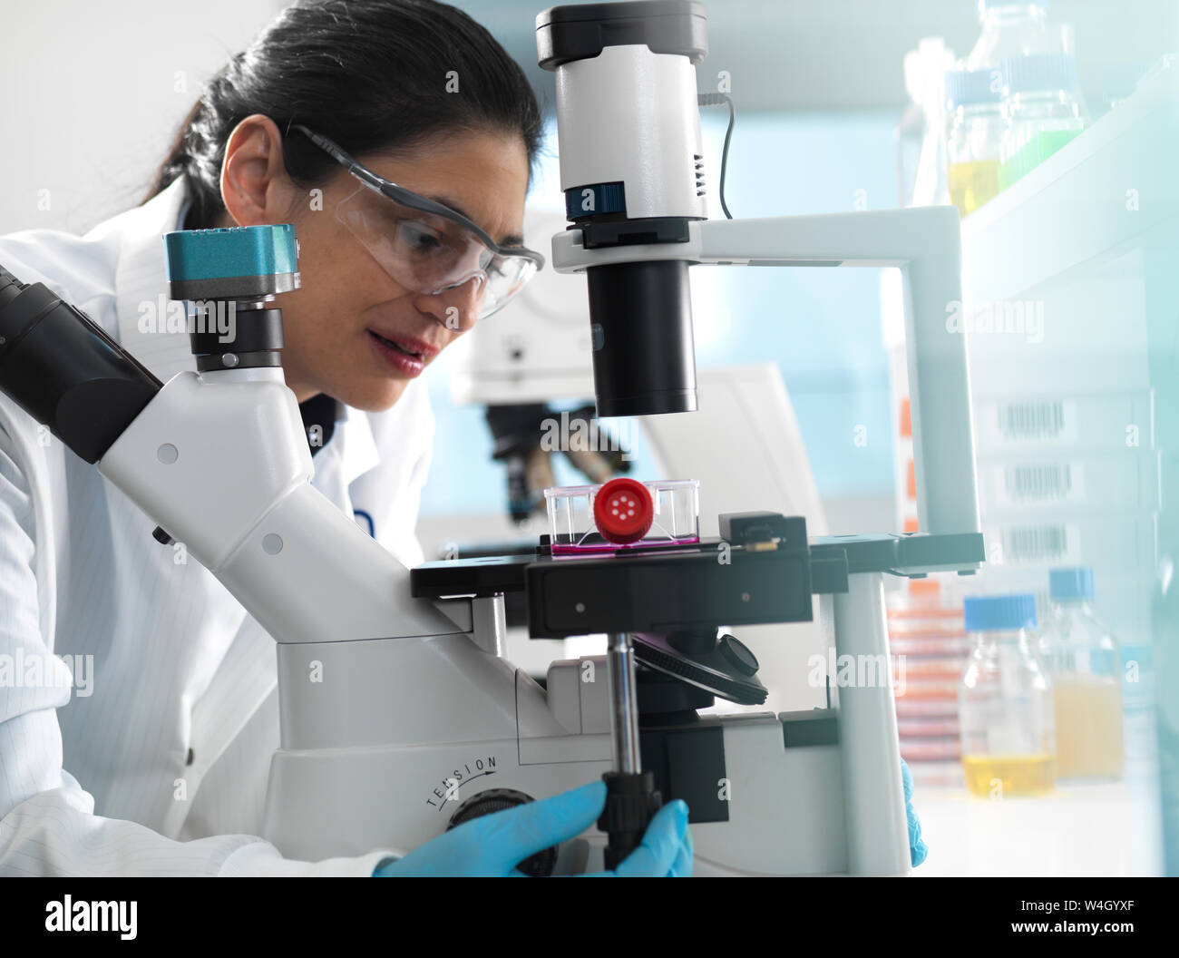 Human cell research, Female cell biologist examining a flask containing stem cells, cultivated in red growth medium under a microscope in the laboratory Stock Photo