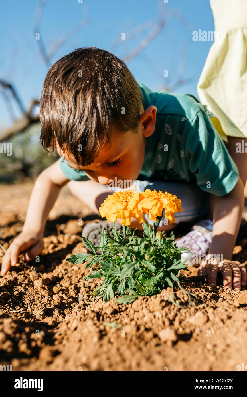 Boy smelling an ornamental flower recently planted in the garden Stock Photo