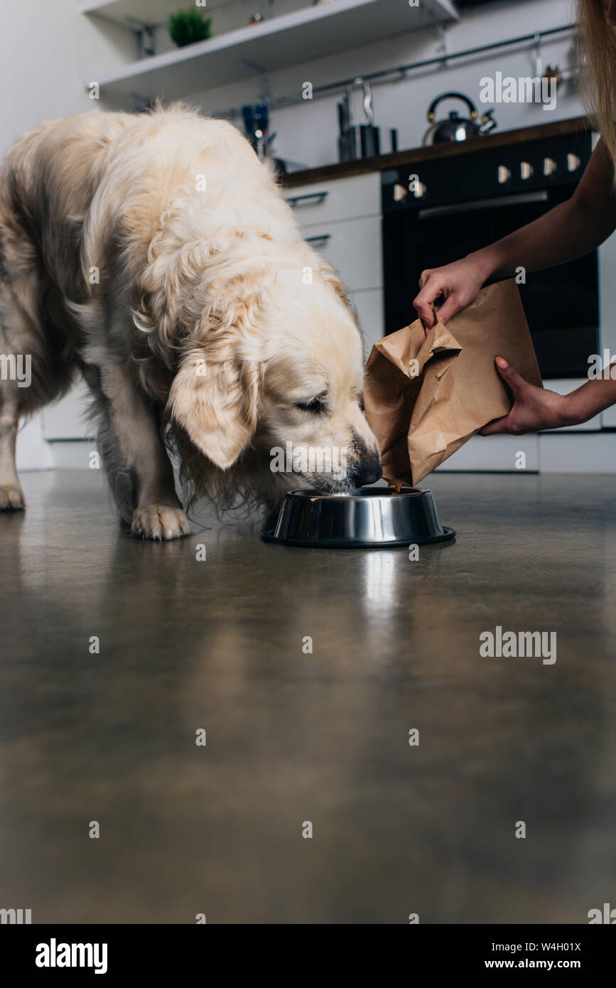 Cropped view of woman pouring pet food in bowl to golden retriever dog Stock Photo