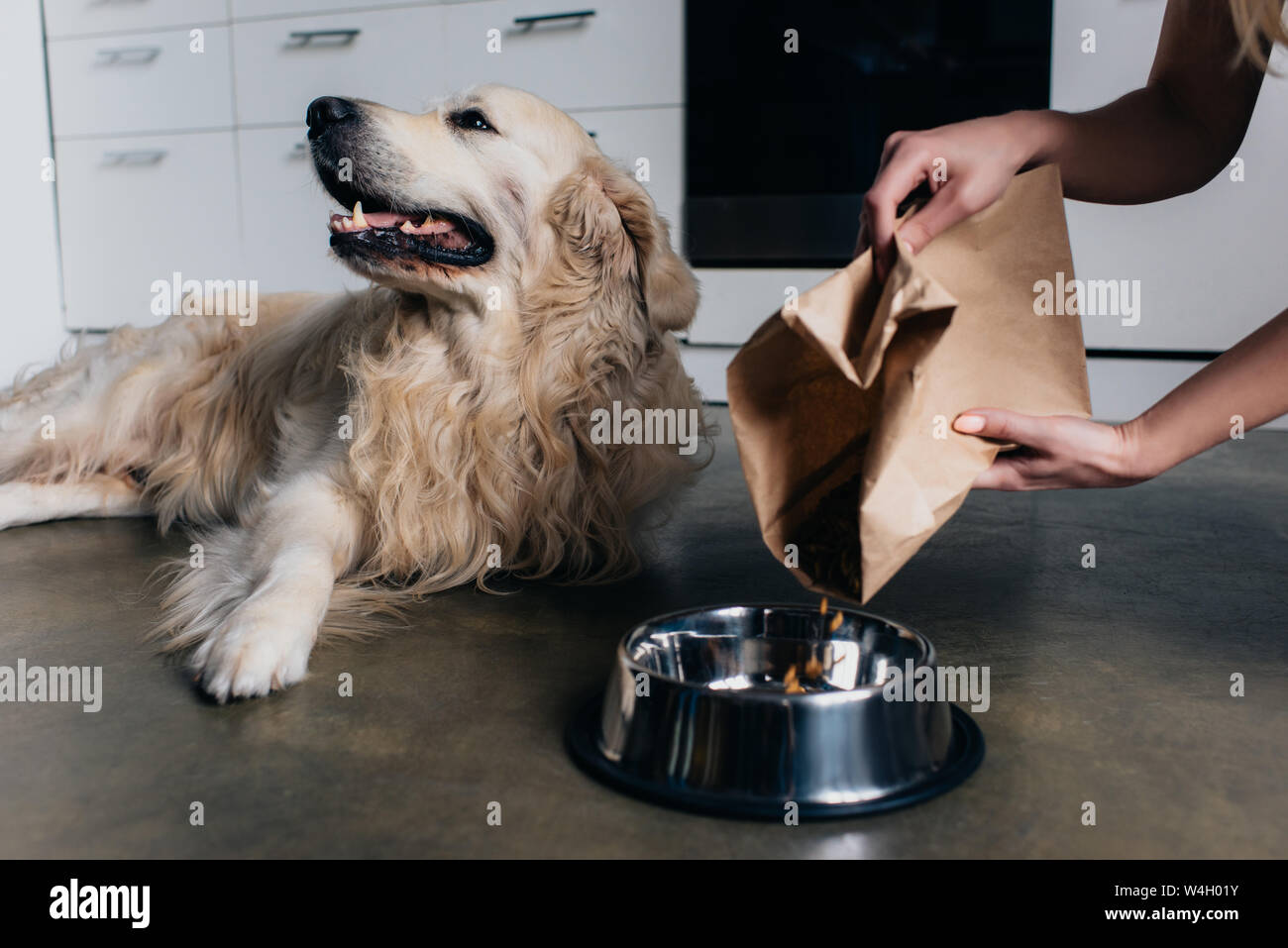 partial view of woman pouring pet food in bowl to golden retriever dog Stock Photo