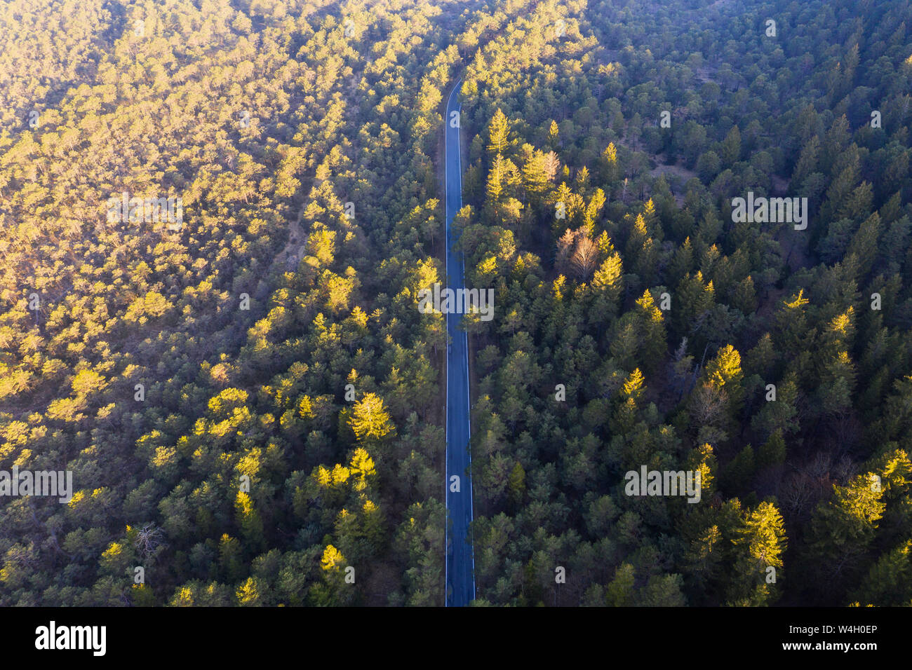 Country road in coniferous forest, Nature Reserve Isarauen, Upper Bavaria, Germany Stock Photo