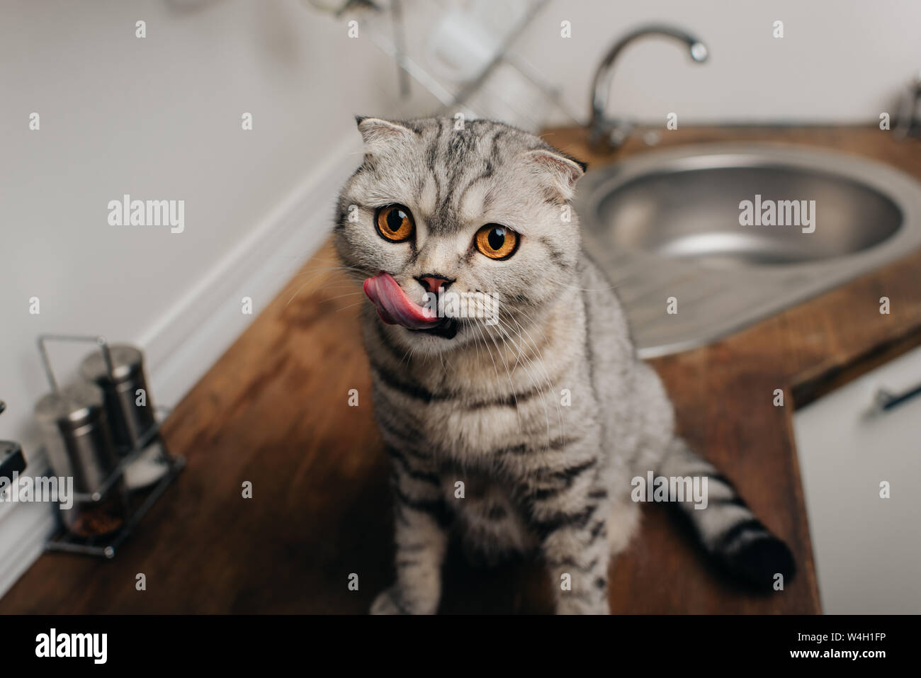 Cute Grey Scottish Fold Cat Sitting On Kitchen Counter And Licking