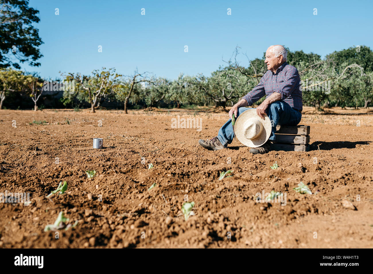 Senior farmer sitting on wooden box, after planting vegetables in the garden Stock Photo
