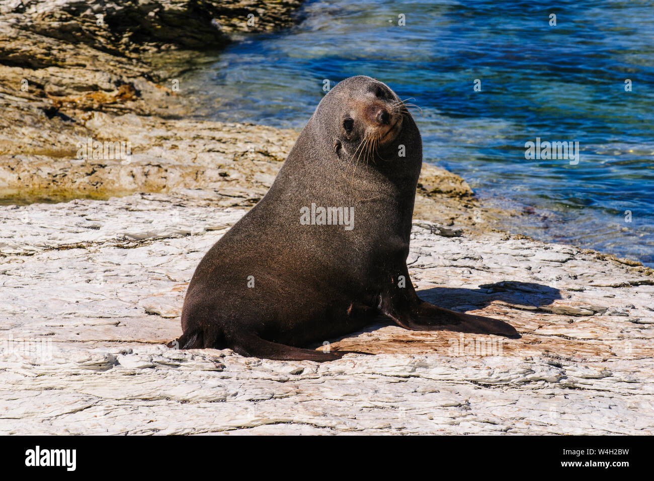 Fur seal, Kaikoura Peninsula, South island, New Zealand Stock Photo