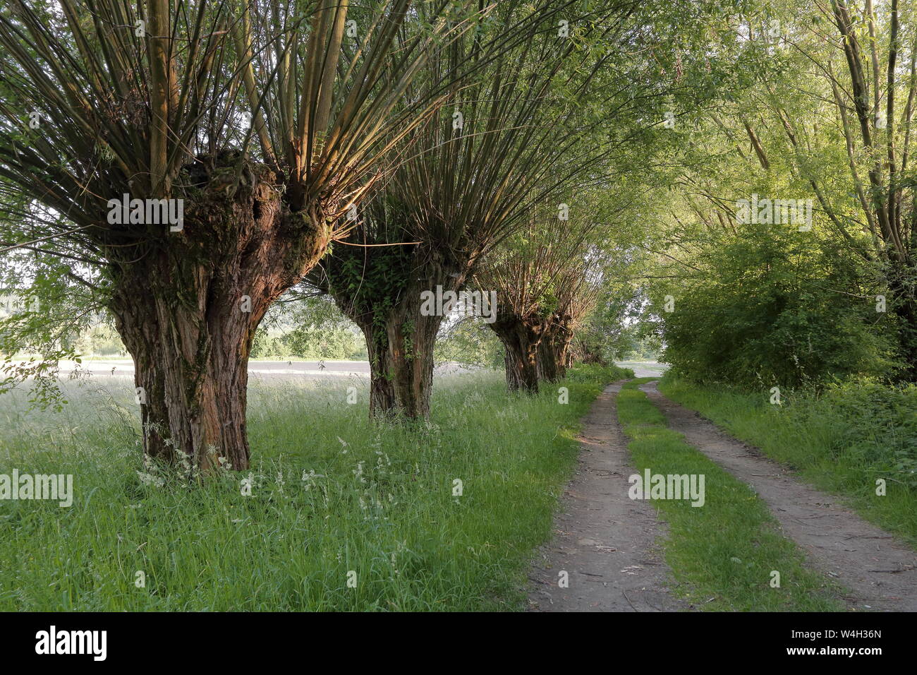 Willow alley, greenery, field in countryside in Poland, nobody, without people. Stock Photo
